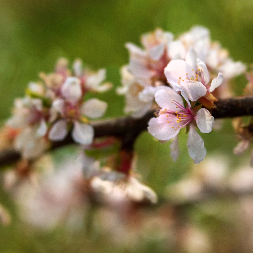 Fleurs de pommier en mai